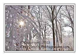 winter at Jenkins Arboretum